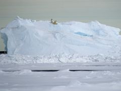 09B A Polar Bear Stretches On An Iceberg On Day 2 Of Floe Edge Adventure Nunavut Canada